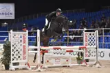 Hest springer over forhindring til Hingstekåring I 2015