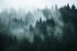 forest shrouded in fog