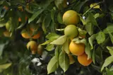 Oranges on tree